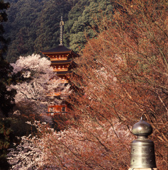 95-4-10長谷寺