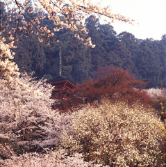 95-4-10長谷寺