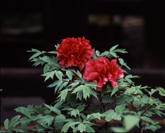 94-5-5長谷寺