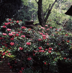 95-4-10室生寺