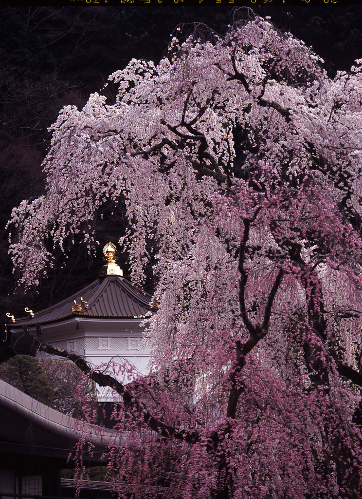 2004-3-30-久遠寺