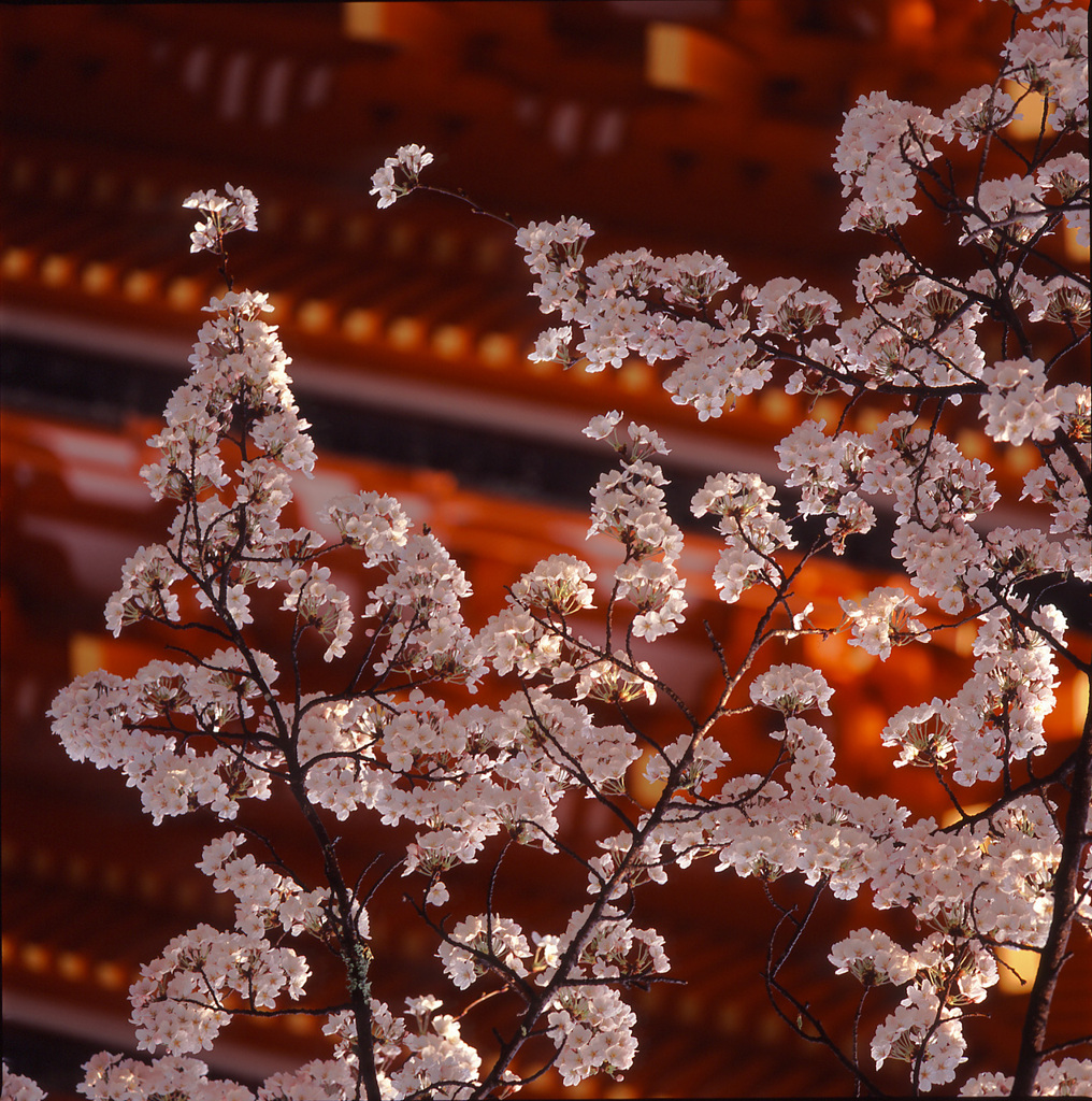 95-4-10長谷寺
