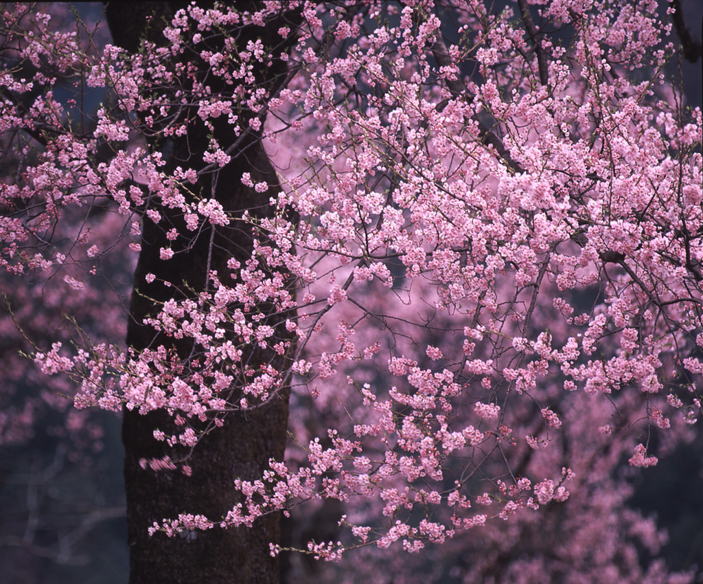 1999-5-10せせらぎ街道