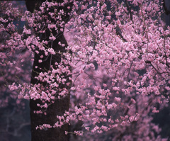 1999-5-10せせらぎ街道