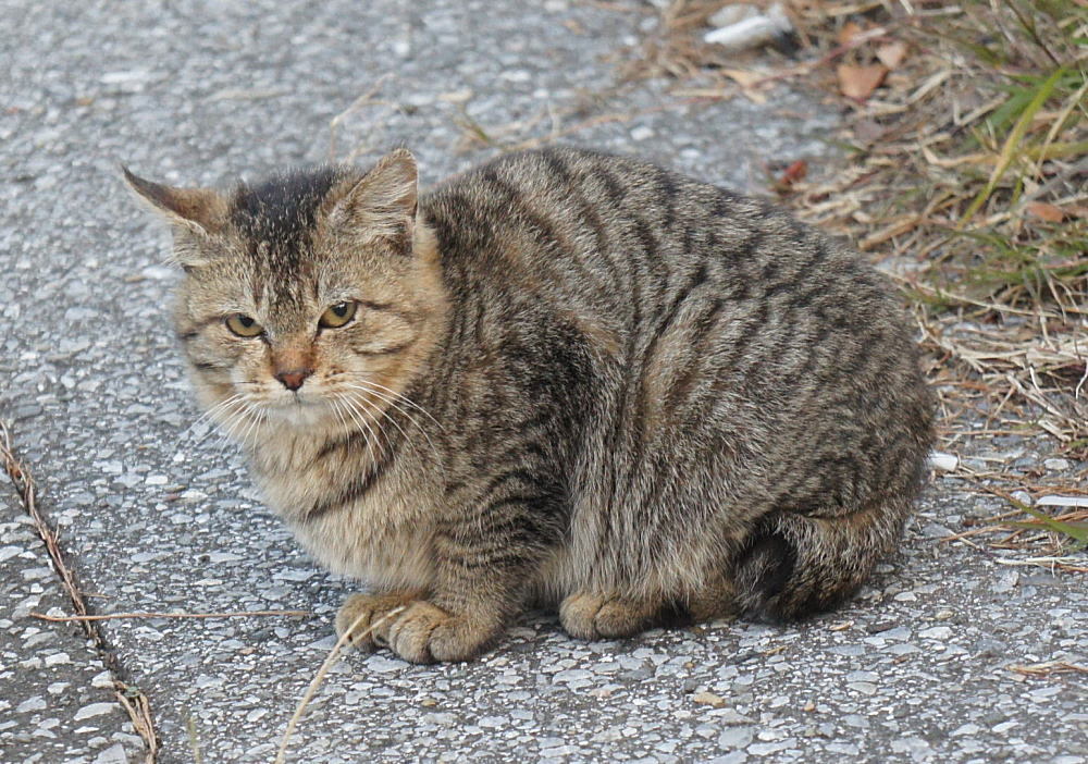 おはようにゃん