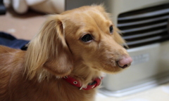 愛犬