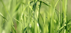 緑