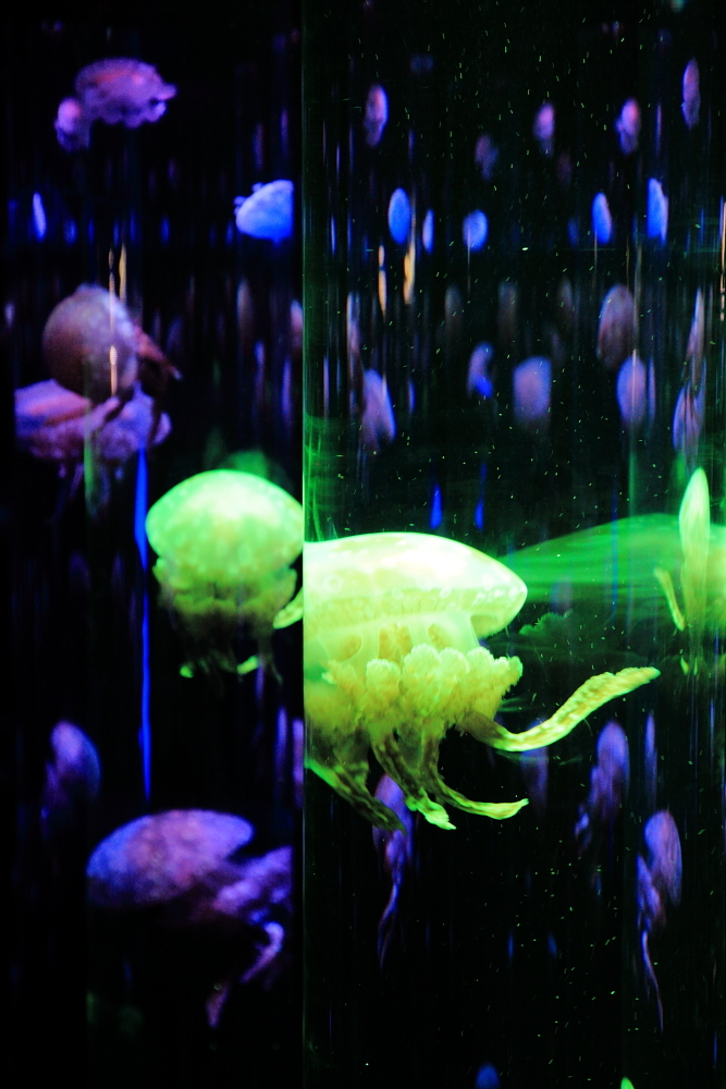 Jellyfish Tower