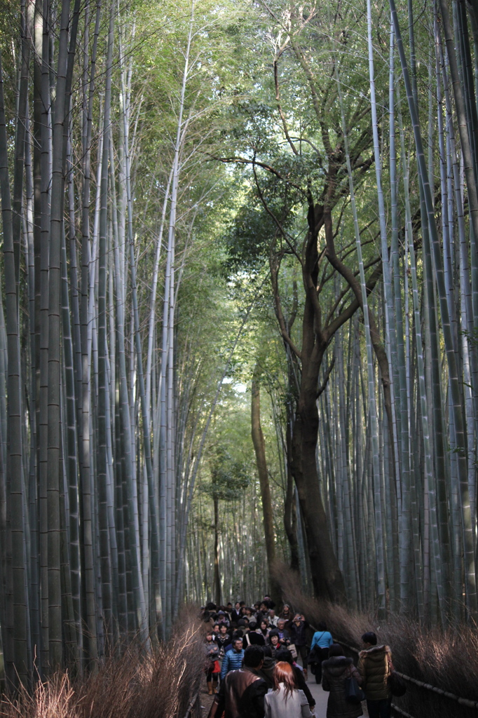 青々しい竹林