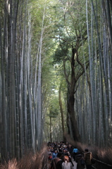 青々しい竹林