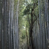 青々しい竹林