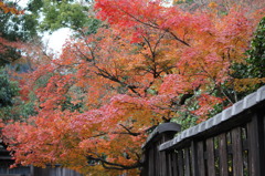 そうだ！天竜寺に行こう