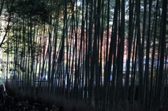竹と紅葉のコンストラクト
