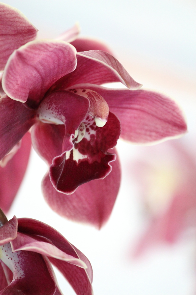 Orchidaceae