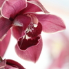 Orchidaceae