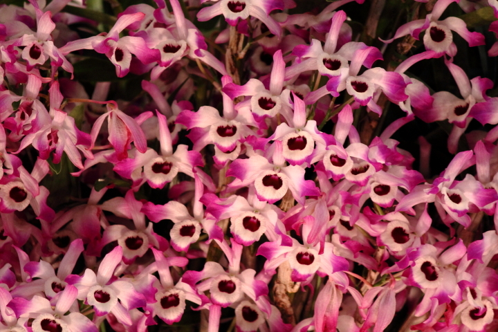 Dendrobium