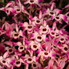 Dendrobium