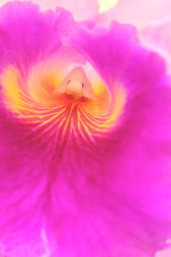 Flower's Tunnel