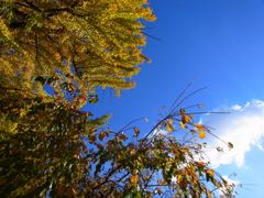 RIMG0614