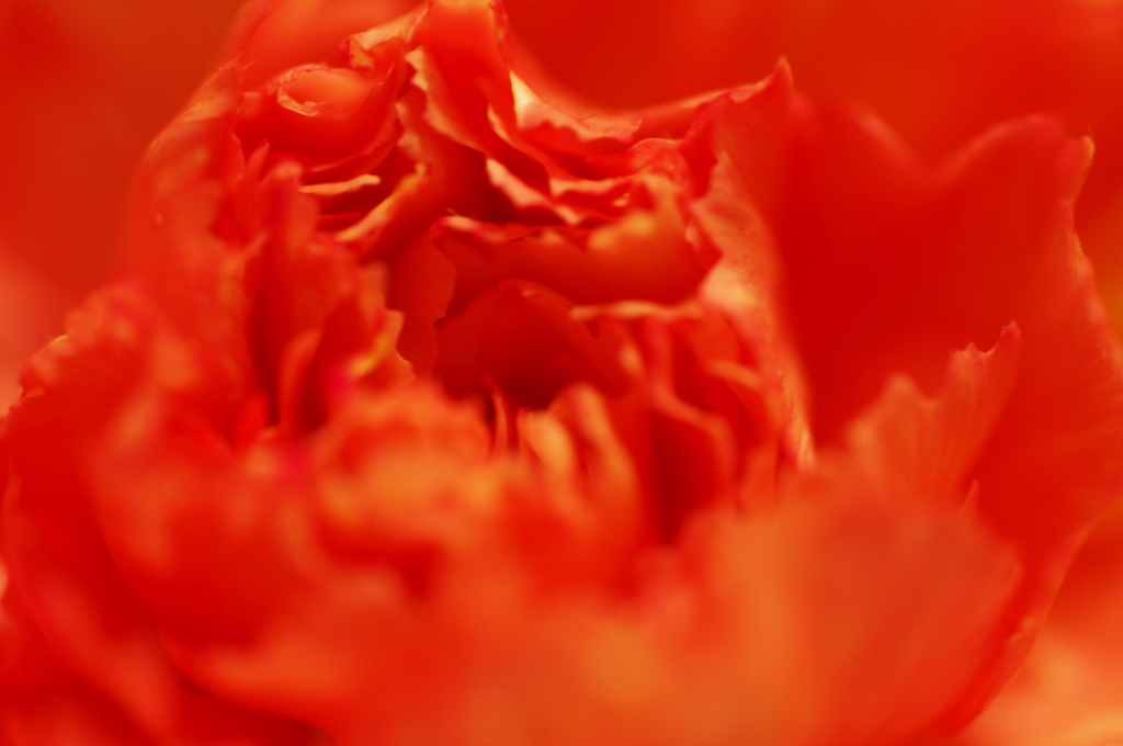 花びらをまとって