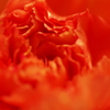 花びらをまとって