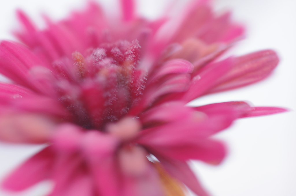 霜の花