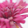 霜の花