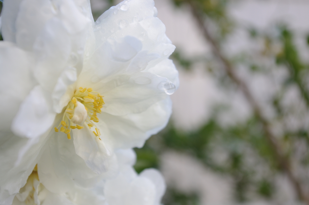 山茶花
