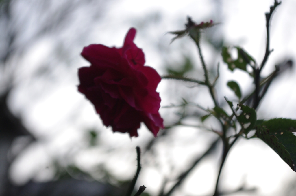 薔薇