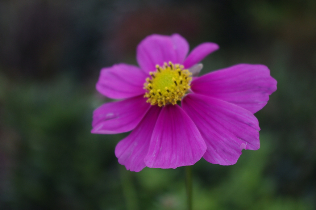 花一片