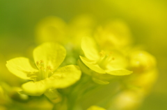 ふわふわ菜の花