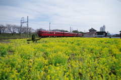 養老鉄道と菜の花畑