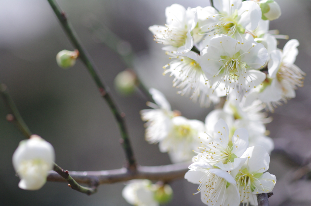 梅の花