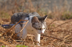 枯れ草の感触