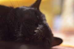 今日は猫の日♪