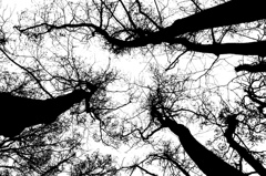Black Tree