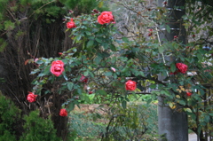 蔓薔薇