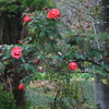 蔓薔薇