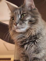 猫カフェ③イケメンさん