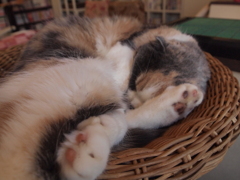 猫カフェ⑰　丸