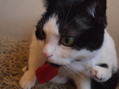 猫カフェ⑯　ん？