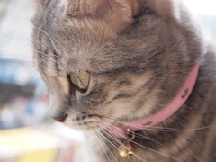 猫カフェ　凝視