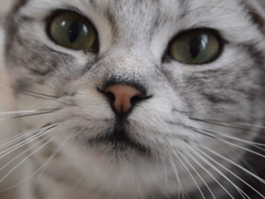 猫カフェ②ドアップ