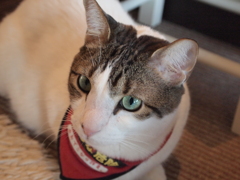 大宮　猫カフェ④美しい瞳