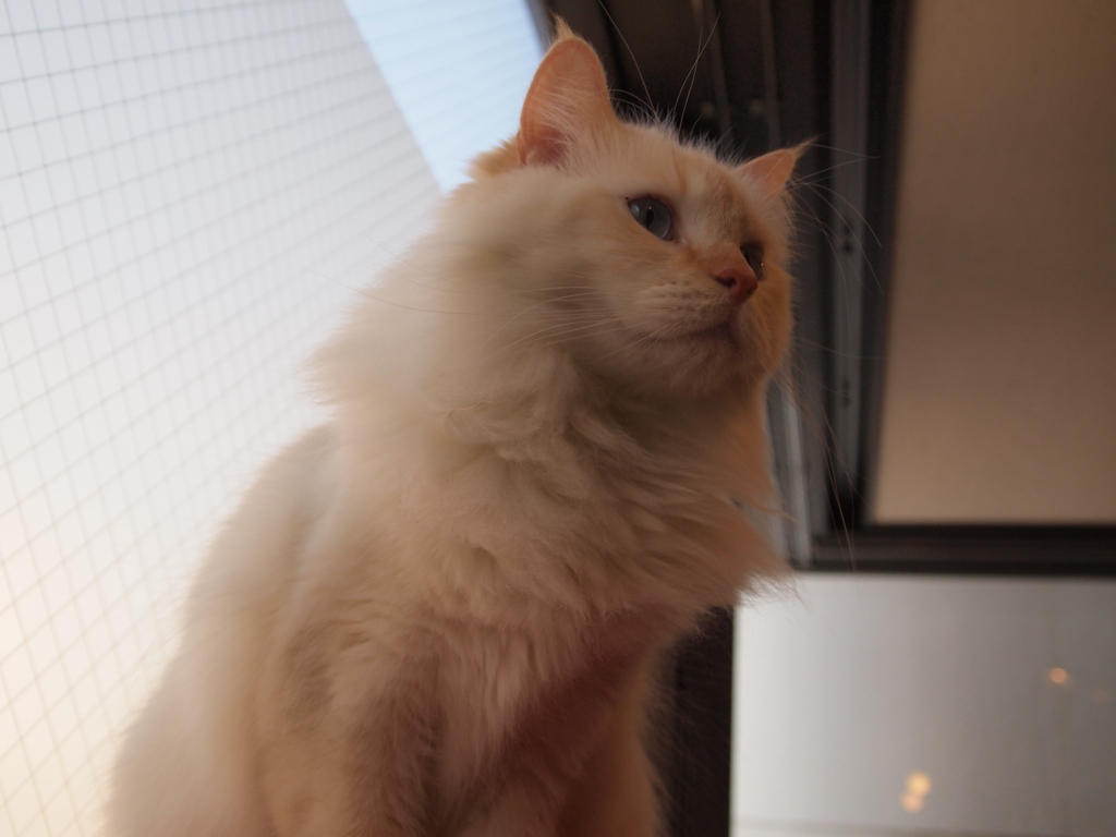 大宮　猫カフェ⑰もこもこ