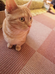 大宮　猫カフェ⑮じー