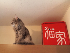 大宮　猫カフェ⑩看板娘