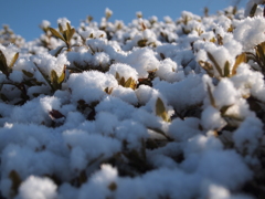 雪の絨毯