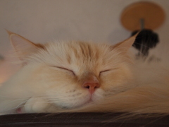 猫カフェ②ZZZzzz・・・