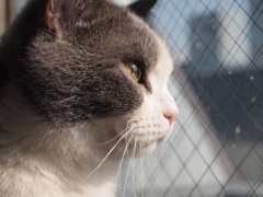 大宮　猫カフェ②眼差し
